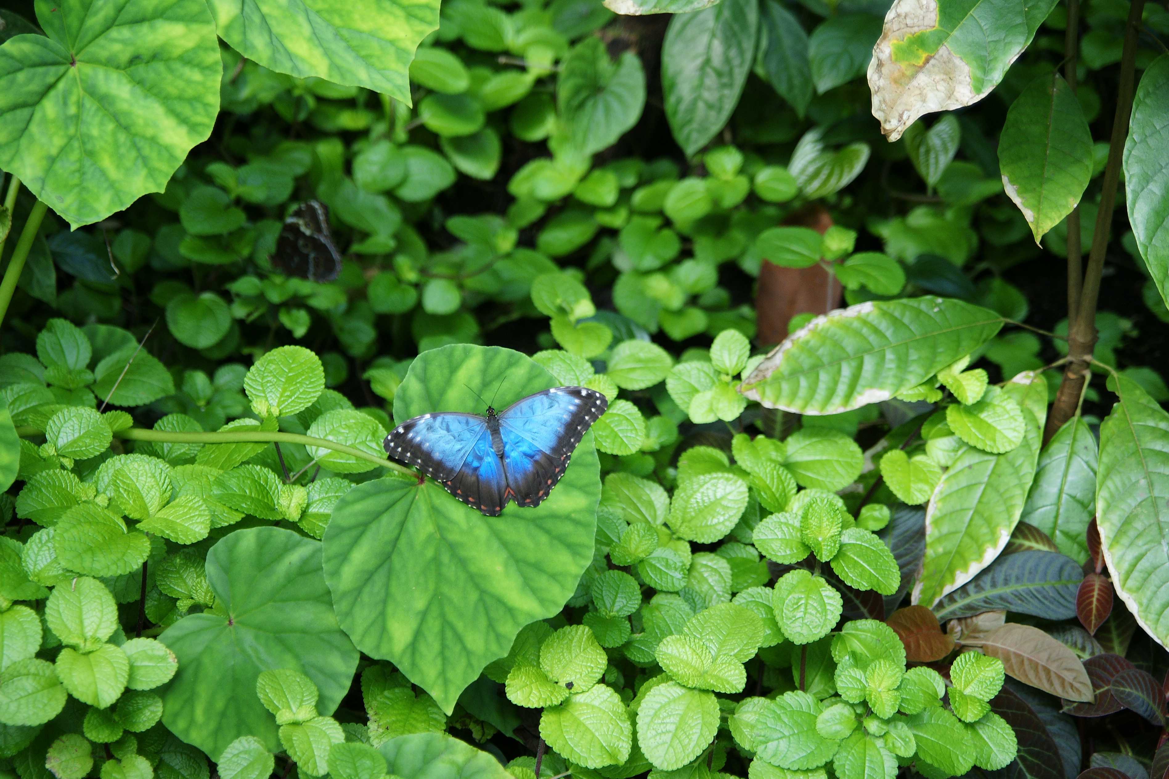 exotische activiteit groepsreis vlindertuin praag